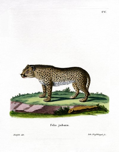 Guépard - German School