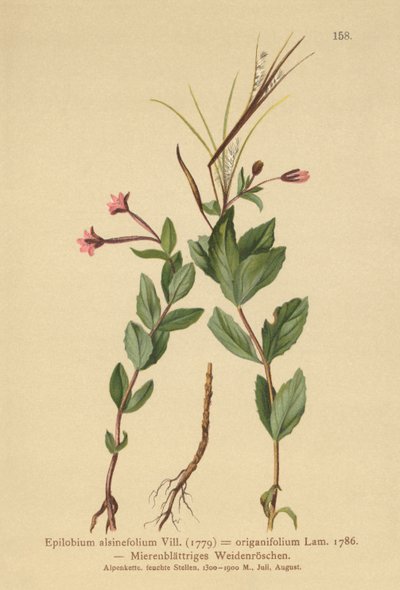 Épilobe à feuilles de mouron (Epilobium alsinefolium, Epilobium origanifolium) - German School