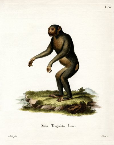 Chimpanzé - German School