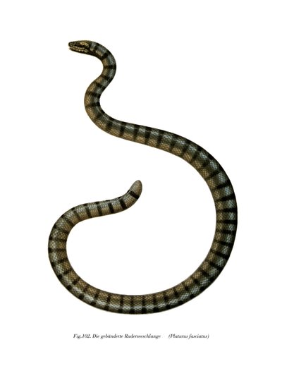 Serpent de mer chinois - German School