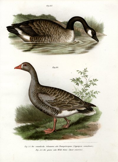 Oie de Chine, 1864 - German School
