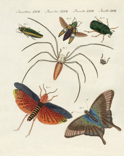 Insectes chinois - German School