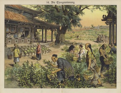 Plantation de thé chinoise - German School