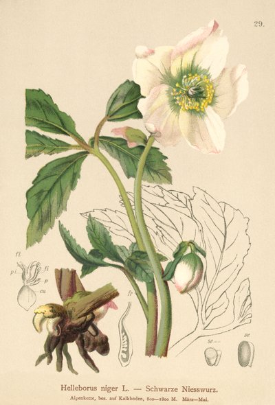 Rose de Noël - German School