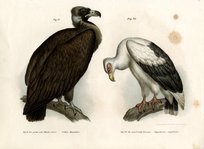 Vautour moine, 1864 - German School