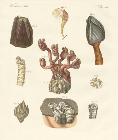 Cirrhipodes, vers à soies ou brachiopodes - German School