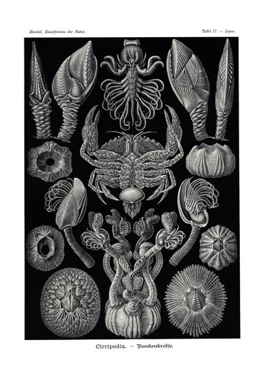 Cirripedia, 1899-1904 - German School