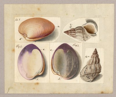 Palourde et escargot de mer : Venus Mercenaria Linnaei, Buccino glacioli Linnaei, 1785 - German School