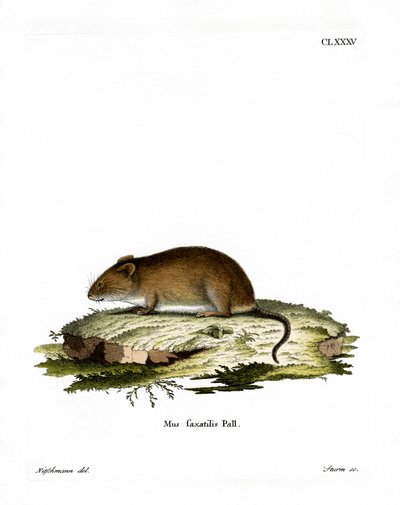 Souris des falaises - German School