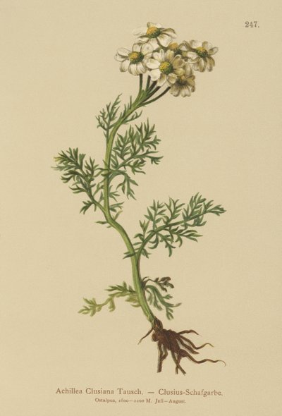 Achillée de Clusius (Achillea clusiana, Achillea atrata ssp. clusiana) - German School