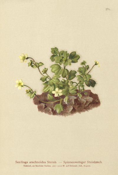 Saxifrage toile d