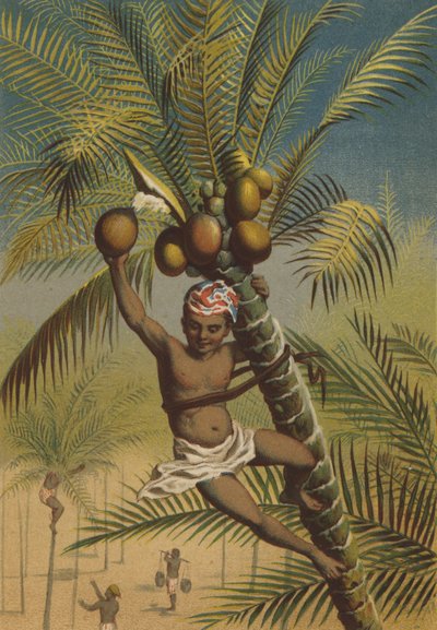 Palmiers à noix de coco - German School