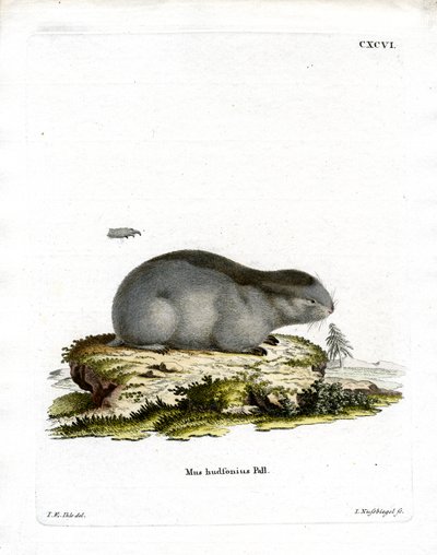 Lemming à collier - German School