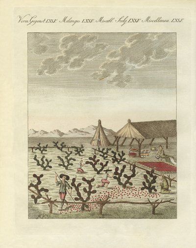 Collecte de cochenilles - German School