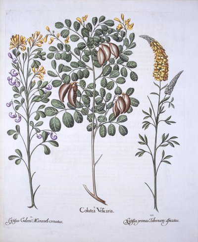 Arbre de Colutea et variétés de cytise, de Hortus Eystettensis, par Basil Besler, pub. 1613 - German School