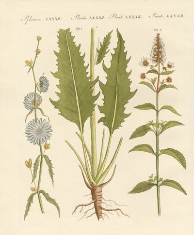 Plantes commerciales et médicinales - German School