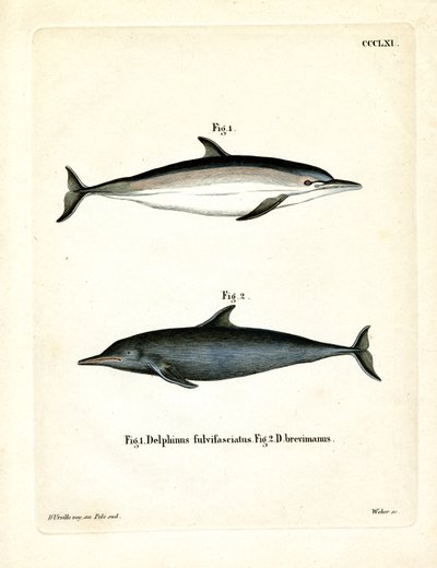 Dauphin Commun - German School