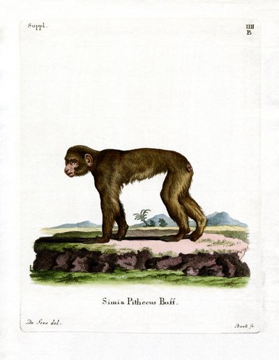 Macaque commun - German School