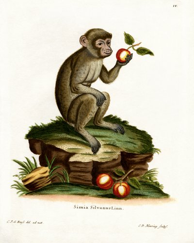 Macaque commun - German School