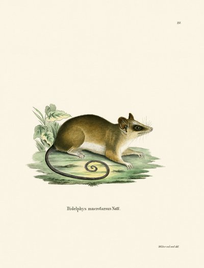 Opossum souris commun - German School