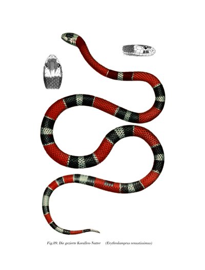 Serpent à collier commun - German School