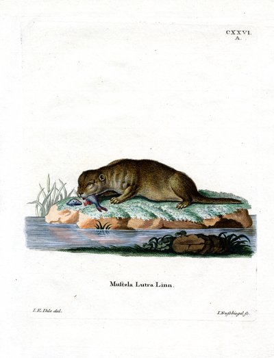 Loutre commune - German School