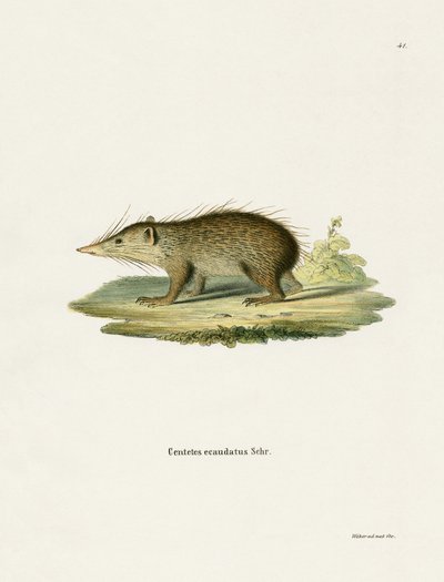 Tenrec Commun - German School