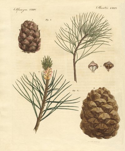 Bois de conifères avec fruits comestibles - German School