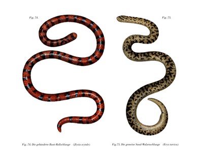 Serpent corail cylindrique - German School