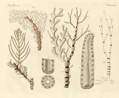 Polypes de corail - German School