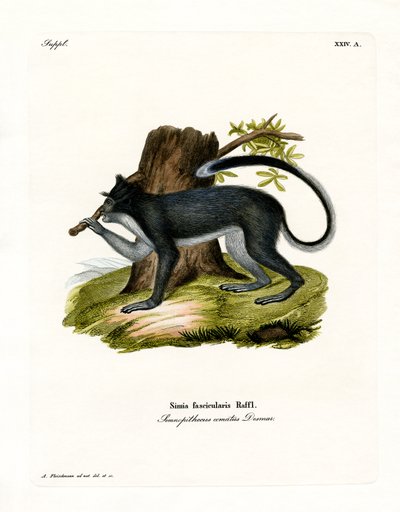 Macaque crabier - German School