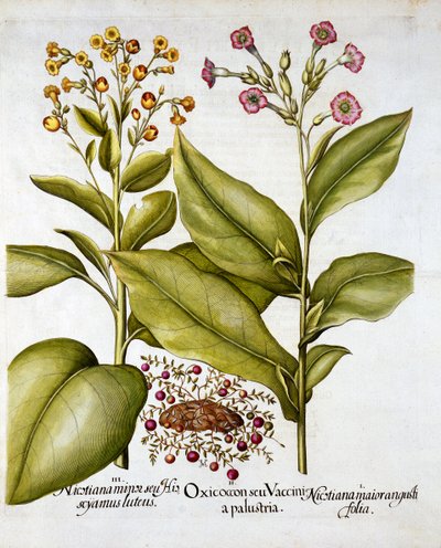 Cranberry et Flowering Tobacco, de Hortus Eystettensis, par Basil Besler, pub. 1613 - German School