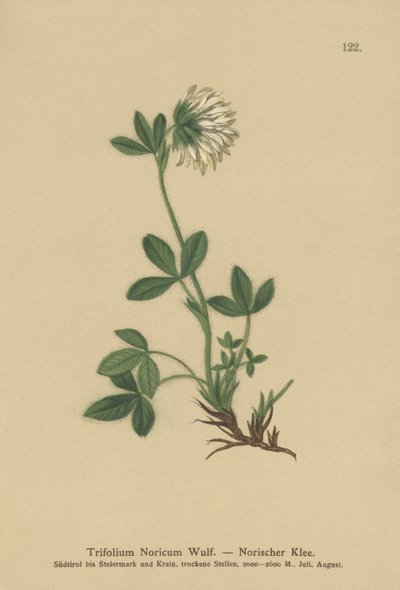 Trèfle crème (Trifolium Noricum) - German School