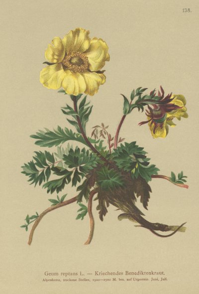 Benoîte rampante (Geum reptans) - German School