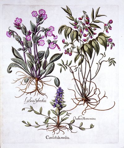 Bugle rampant, vesce printanière et compagnon rouge, de Hortus Eystettensis, par Basil Besler, pub. 1613 - German School