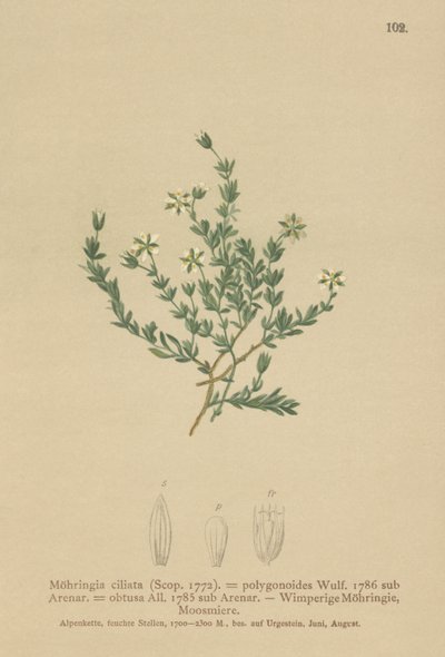 Sabuline rampante (Moehringia ciliata) - German School