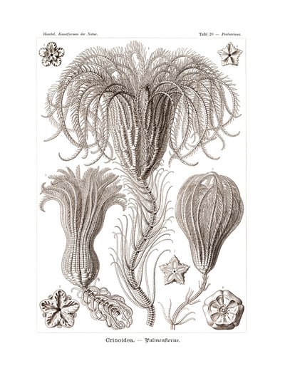 Crinoidea, 1899-1904 - German School