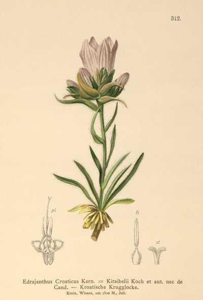 Campanule herbeuse croate (Edrajanthus Croaticus, Edraianthus croaticus, Edraianthus Kitaibellii, Edraianthus graminifolius, Edraianthus albanicus, Wahlenbergia graminifolia) - German School