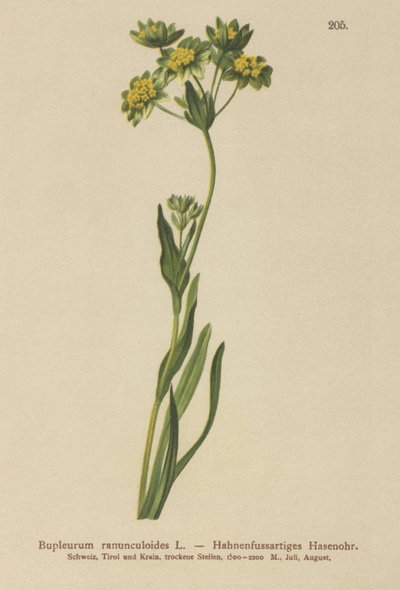Oreille de lièvre à feuilles de renoncule (Bupleurum ranunculoides) - German School