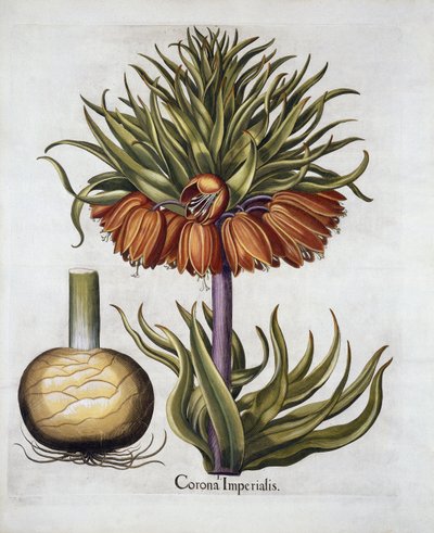 Crown Imperial appelé Fritillaria, de Hortus Eystettensis, par Basil Besler, pub. 1613 - German School