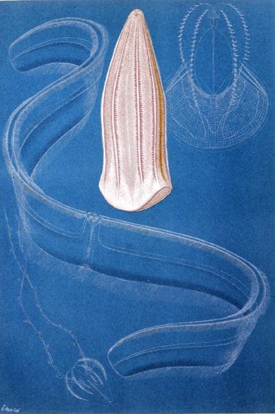 Cténophores, planche de "Brehms Tierleben: Allgemeine Kunde des Tierreichs", vol.10, p.546, publié par Bibliographisches Institut - German School
