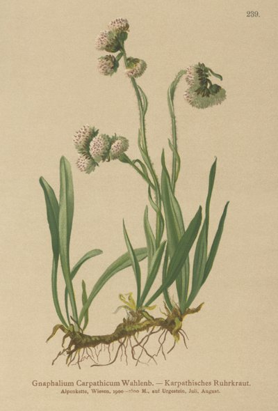 Gnaphale (Gnaphalium carpathicum) - German School