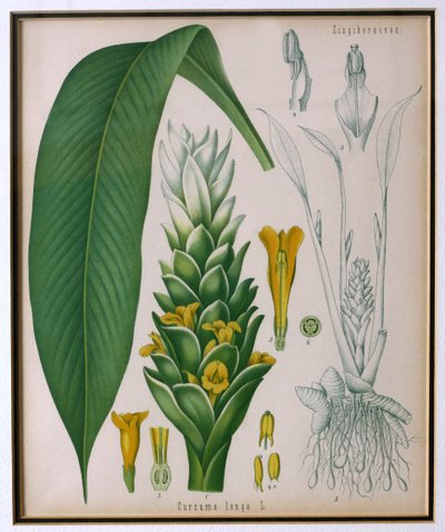 Curcuma longa (curcuma) de Plantes Médicinales de Kohler par Franz Eugen Kohler - German School