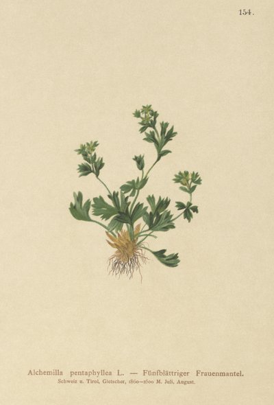 Alchémille à feuilles découpées (Alchemilla pentaphyllea) - German School