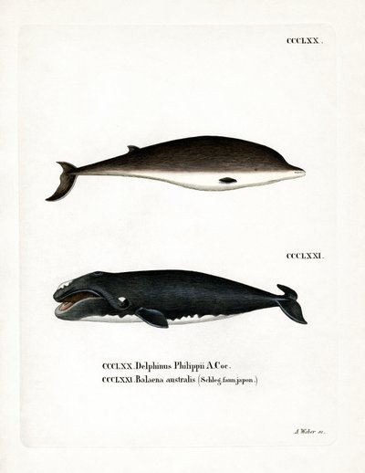 Baleine à bec de Cuvier - German School
