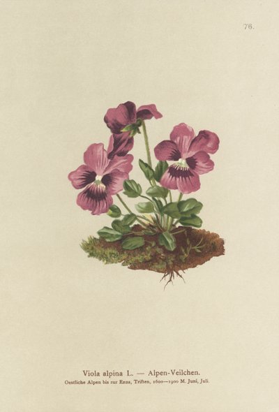 Cyclamen, Violette alpine (Viola alpina) - German School