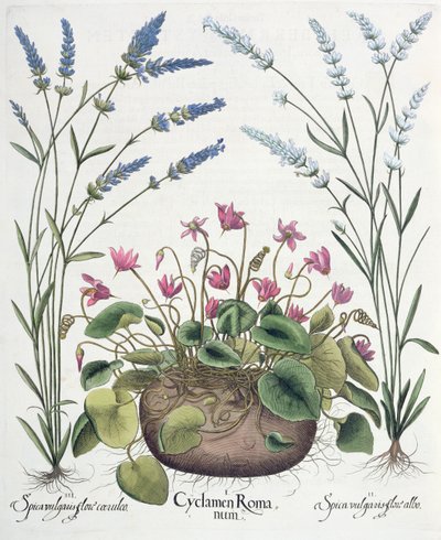 Cyclamen et lavande, du Hortus Eystettensis par Basil Besler - German School