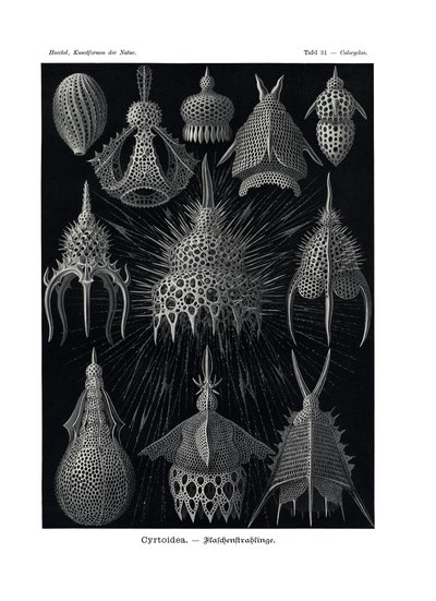 Cyrtoidea, 1899-1904 - German School