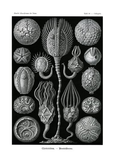 Cystoidea - German School