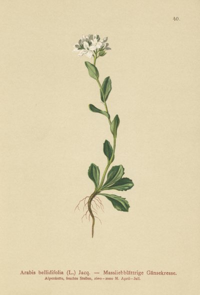 Arabette à feuilles de marguerite - German School